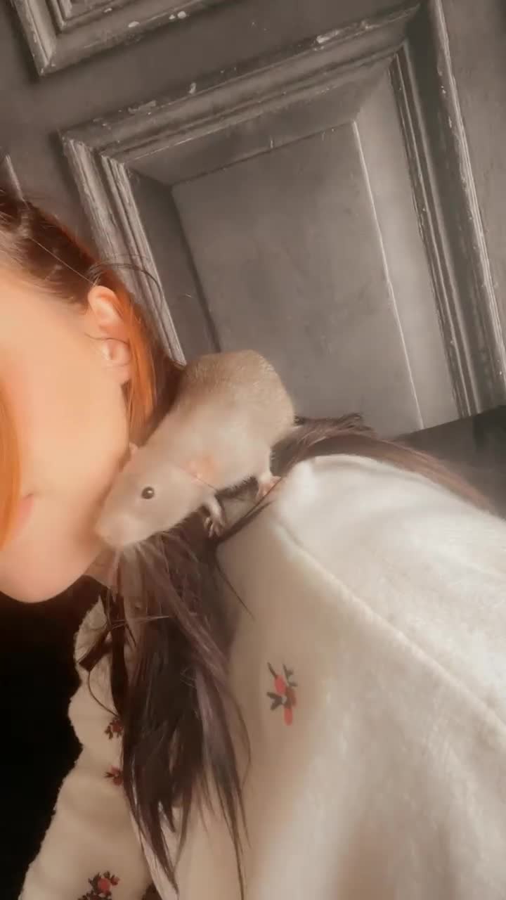 Rat rodents for sale: Male rats  - Video 3