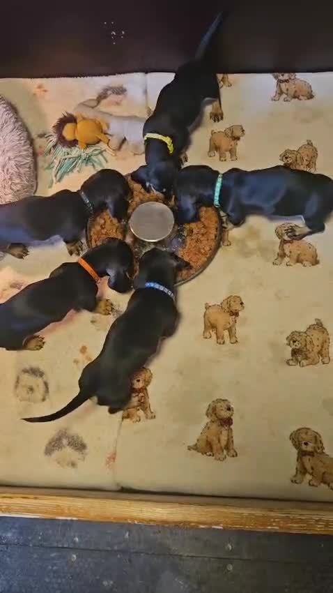 Dachshund dogs for sale: Dachshund puppies  - Video 1