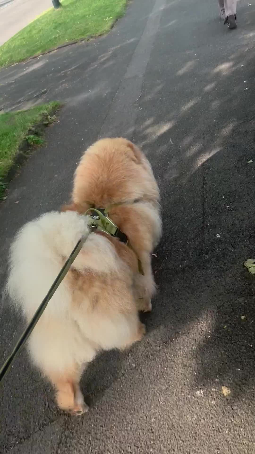 Chow Chow dogs for sale: KC registered chow chow male  - Video 1