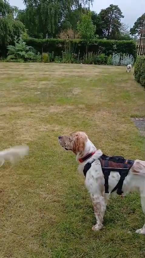 Mixed Breed dogs for adoption: RESERVED - Rafa, English Setter/Boxer cross in Bishop's Stortford - Video 4
