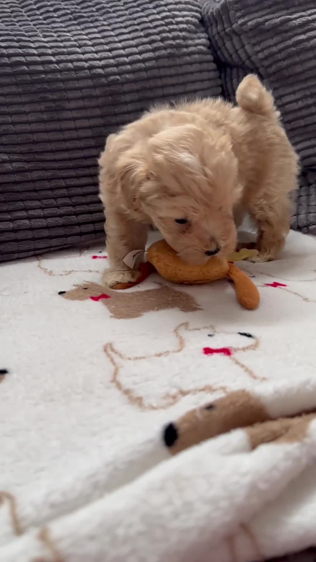 Maltipoo dogs for sale: Maltipoo puppies READY NOW ! - Video 2