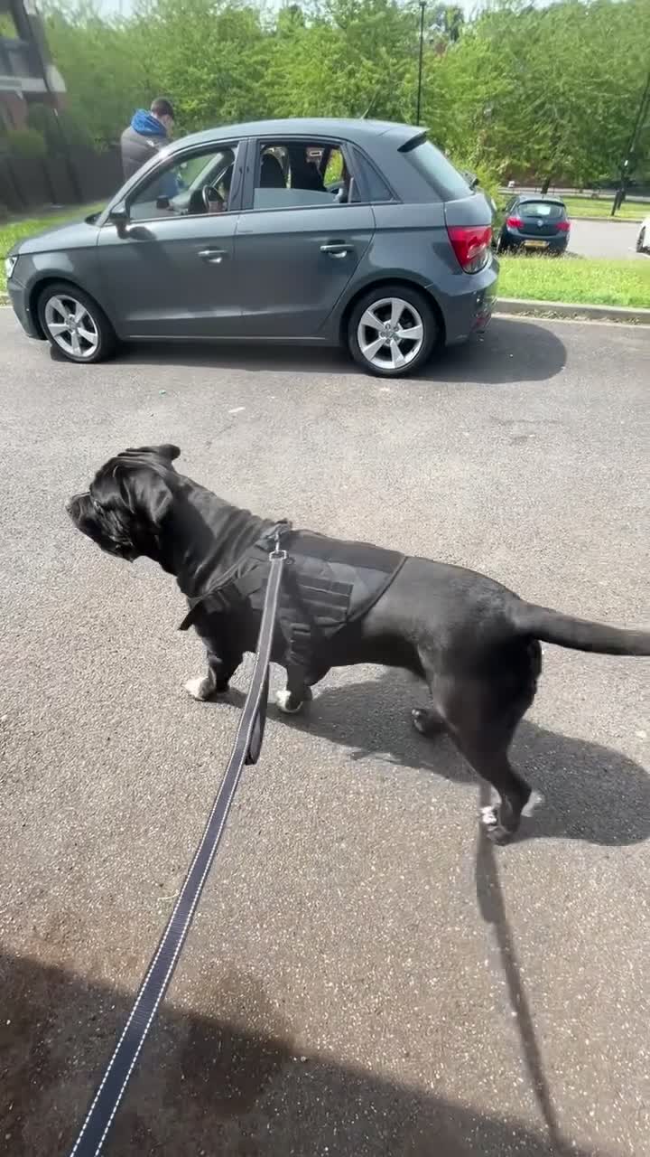 Cane Corso dogs for stud: GHOST now available for stud - Video 1