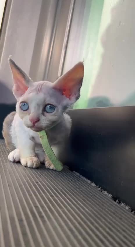 Devon Rex cats for sale: Meet Our Devon Rex Kittens One-of-a-Kind Litter! - Video 1