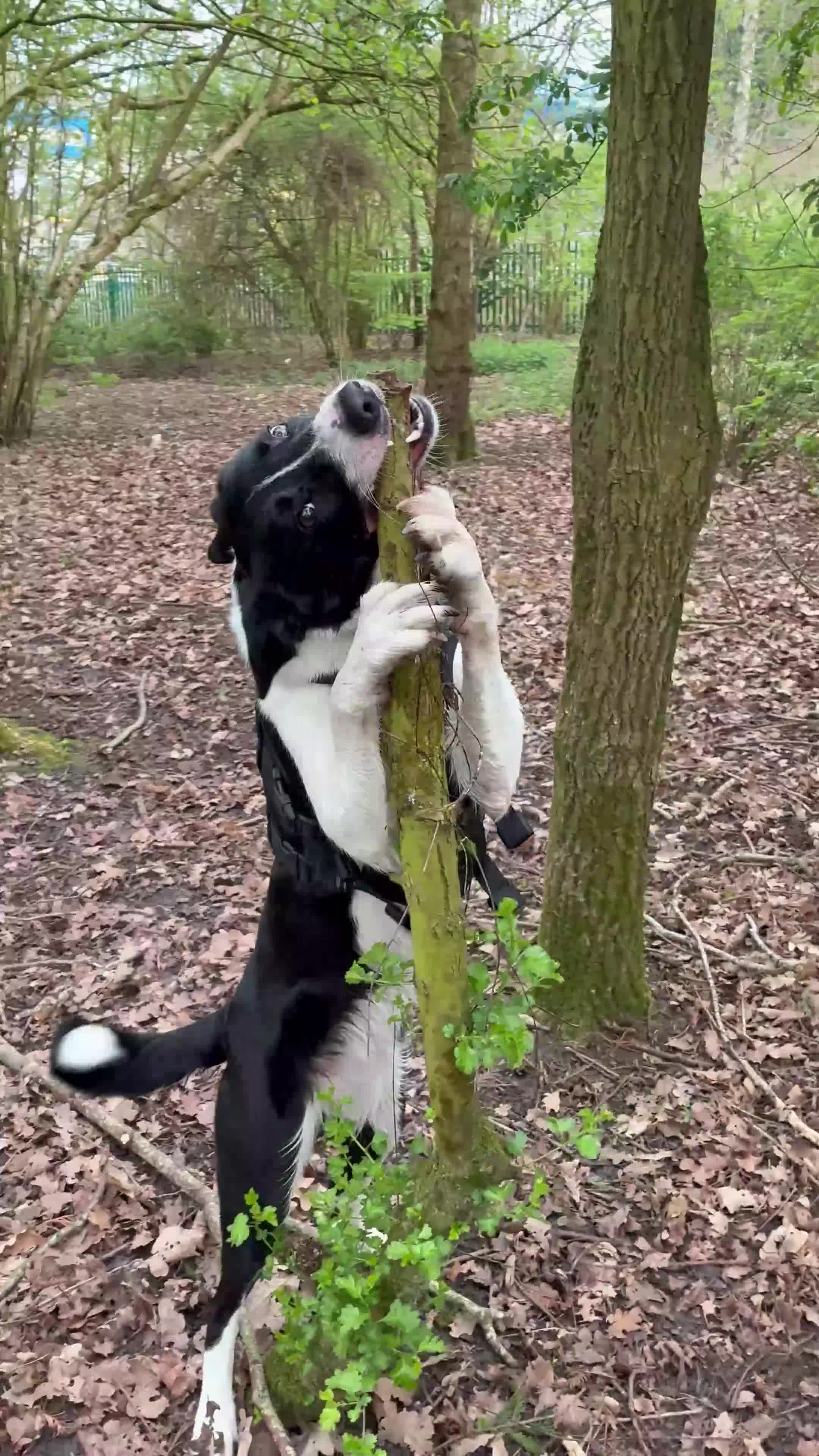 Welsh Collie dogs for sale: Darla - Video 1