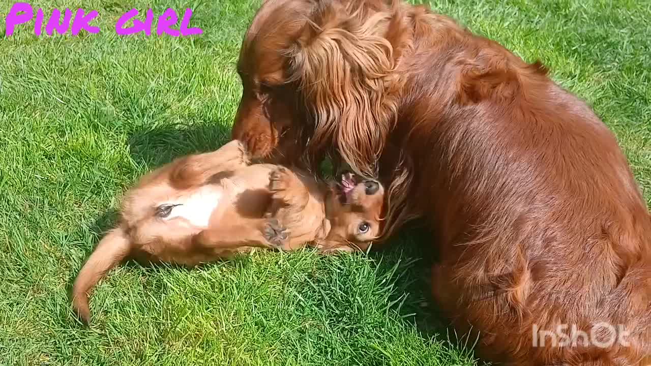 Dachshund dogs for sale: Longhaired Dachshunds small standard  in Northampton - Video 2