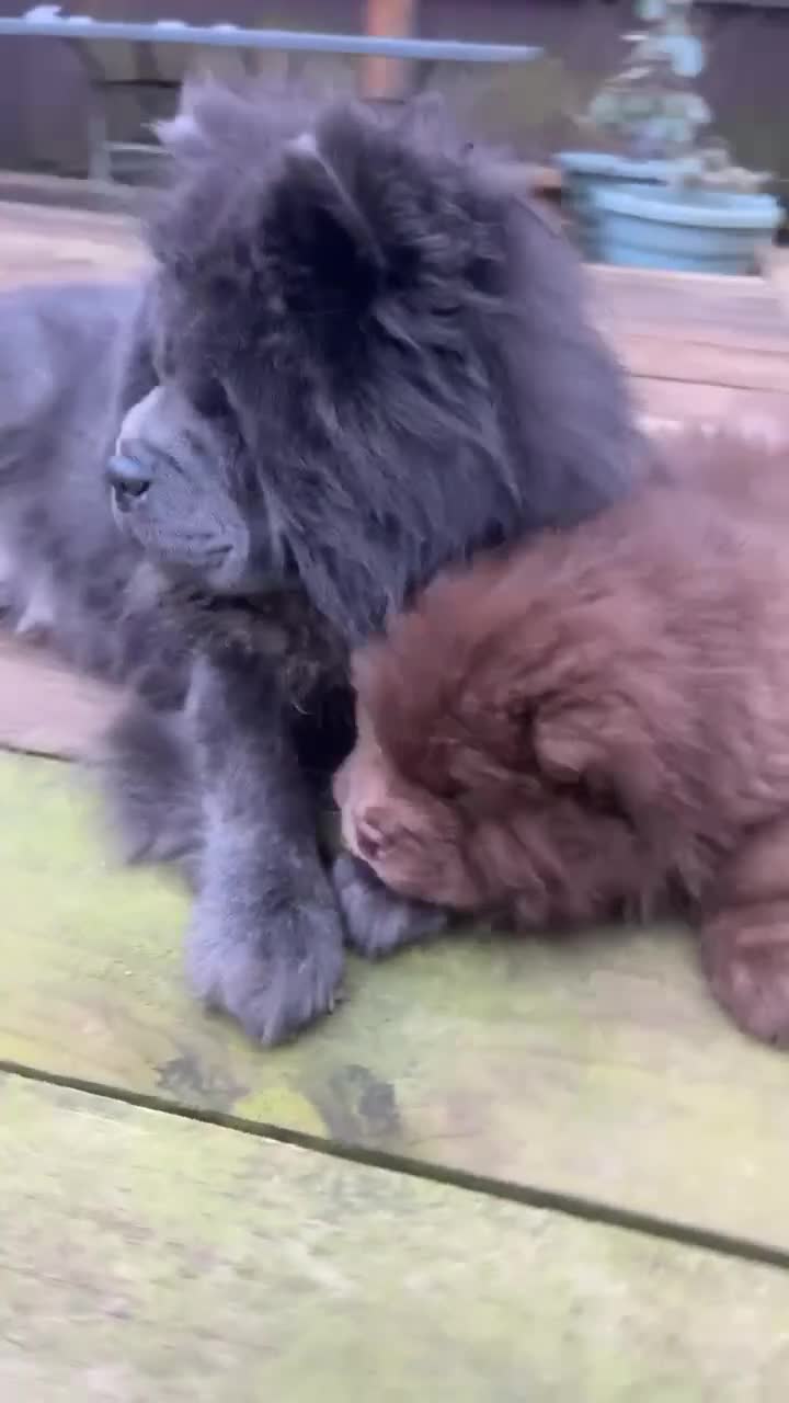 Chow Chow dogs for sale: Rough Coat Chow Chow Puppies in Peterborough - Video 2