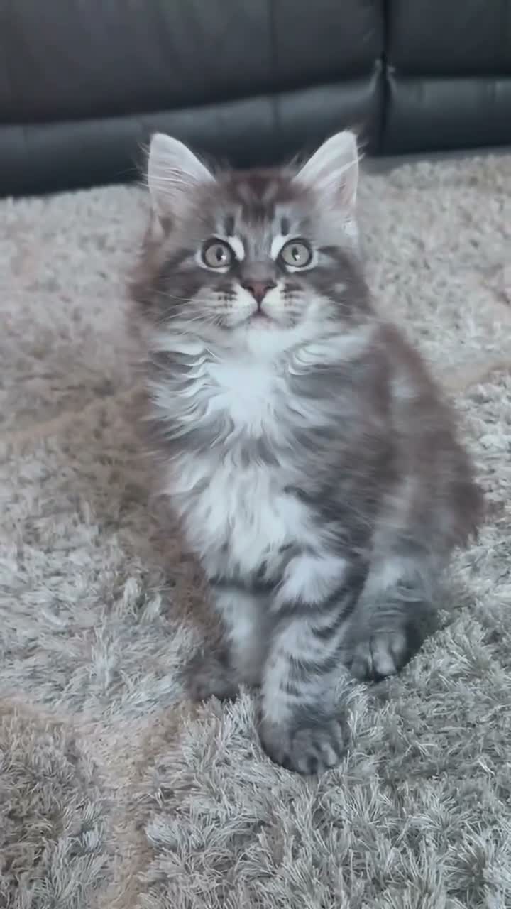 Maine Coon cats for sale: Stunning Maine Coon Boy - Video 1