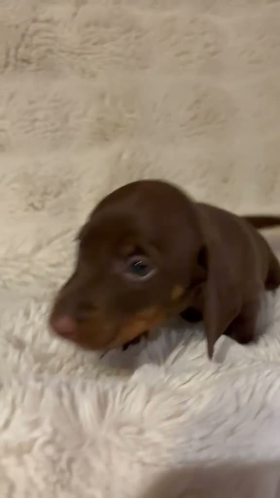 Dachshund dogs for sale: Beautiful Dachshund Puppies Ready for Loving Homes - Video 1