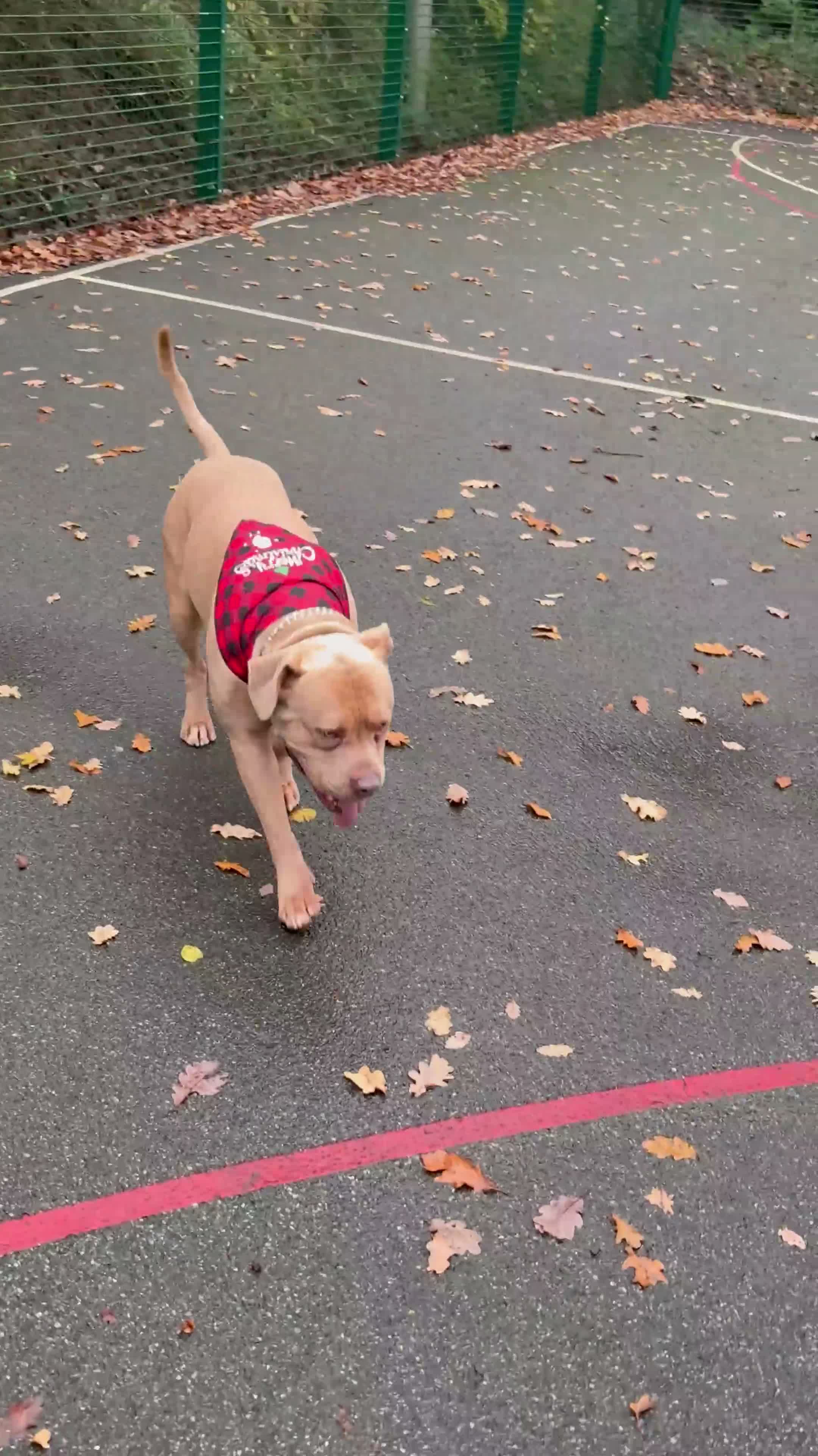 American Bully dogs for sale: American Bully in London - Video 1