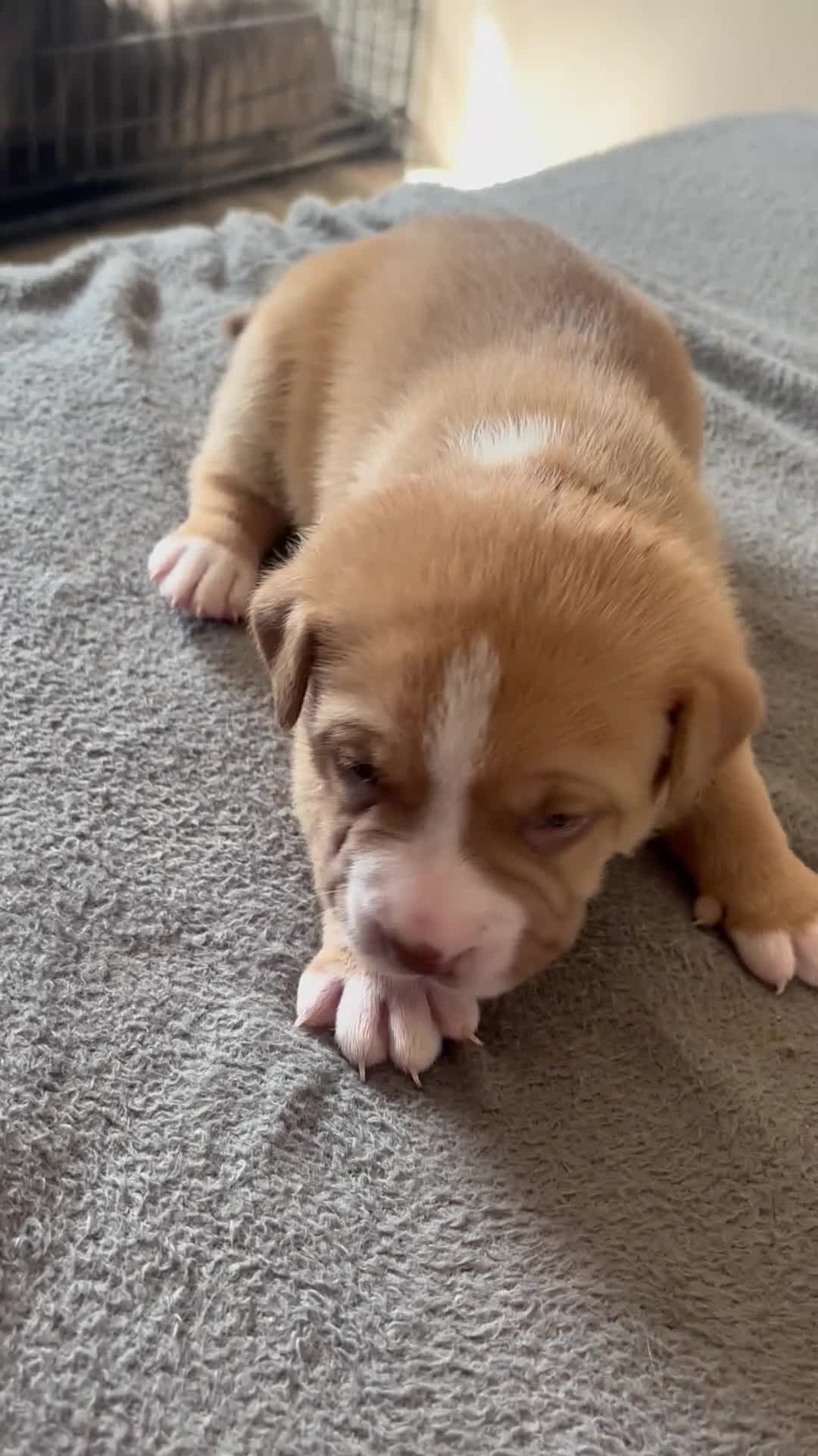 Mixed Breed dogs for sale: Stunning American bulldog staff  - Video 1