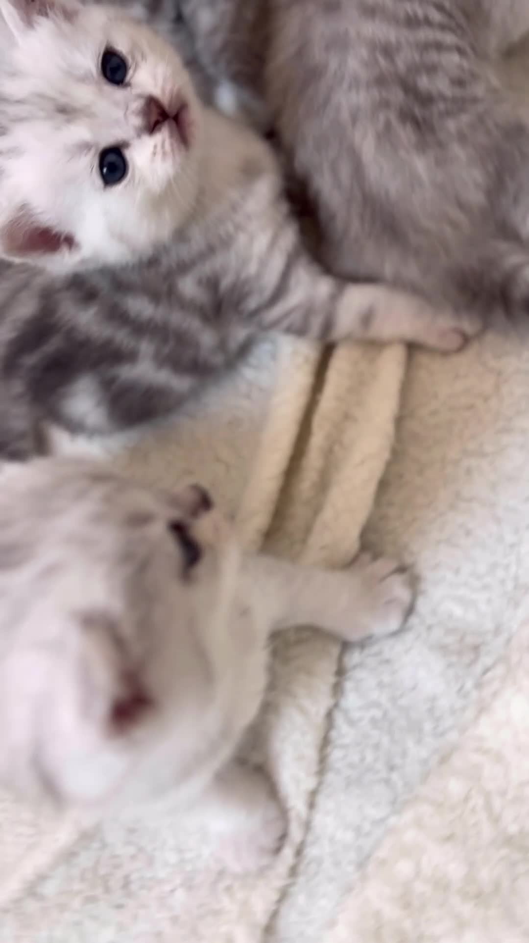 British Shorthair cats for sale: Stunning Snow Spot BSH Kittens  - Video 1