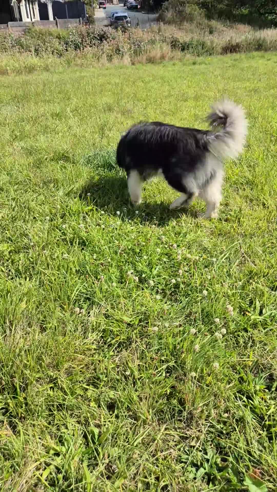 Alaskan Malamute dogs for stud: KC registered alaskan malamute for stud - Video 2