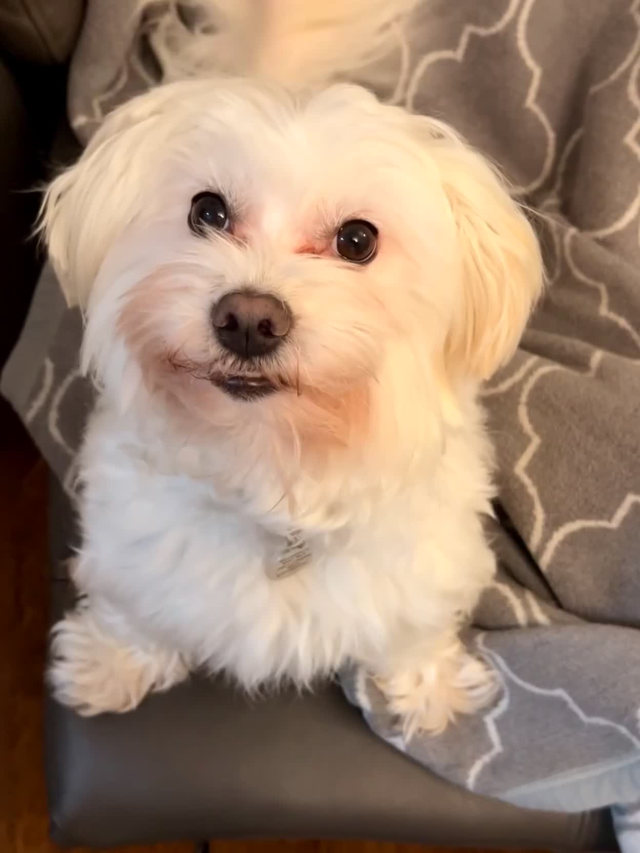 Maltese dogs for sale: Exceptional Purebred Maltese Puppies - Video 1