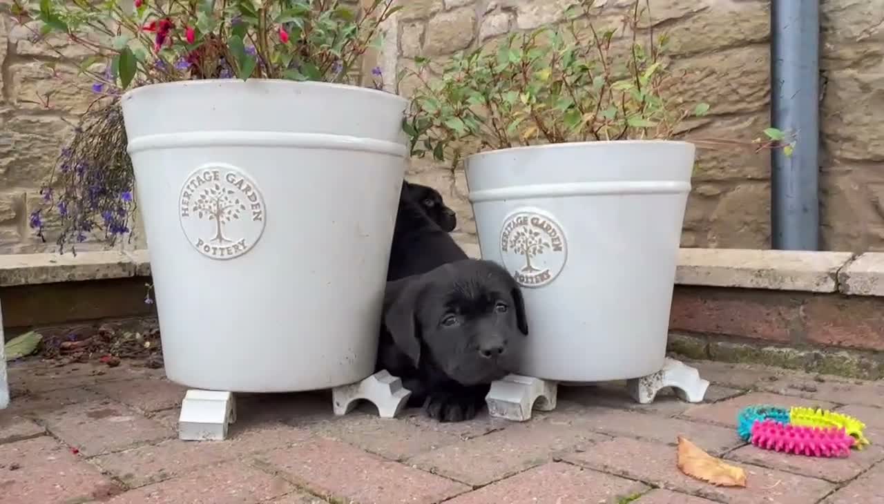 Labrador Retriever dogs for sale: KC Black Labradors - show type  - Video 1