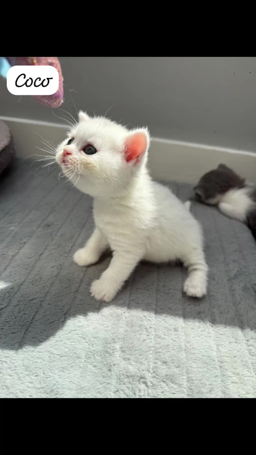 British Shorthair cats for sale: (READY TO LEAVE NOW) British shorthair kittens  - Video 1