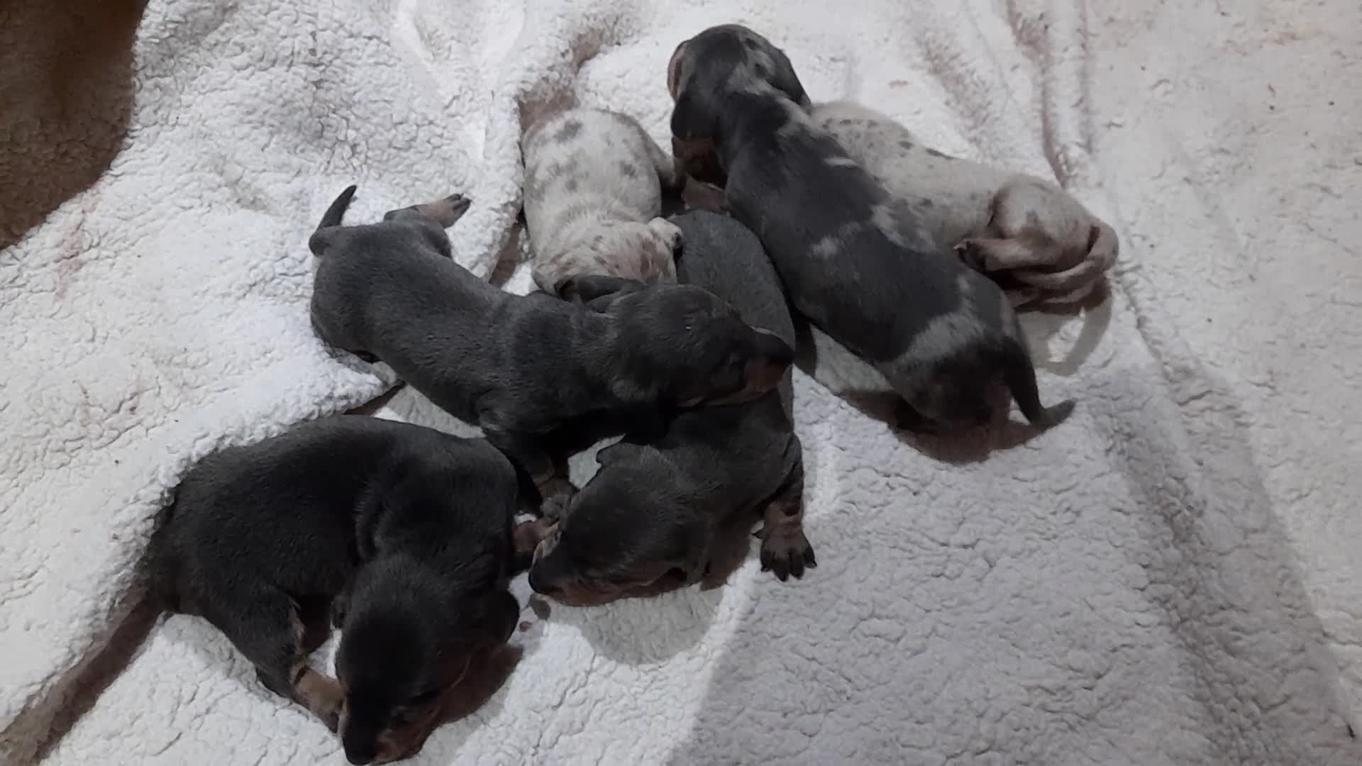 Miniature Dachshund dogs for sale: 6 Miniature dacshund puppies  - Video 1