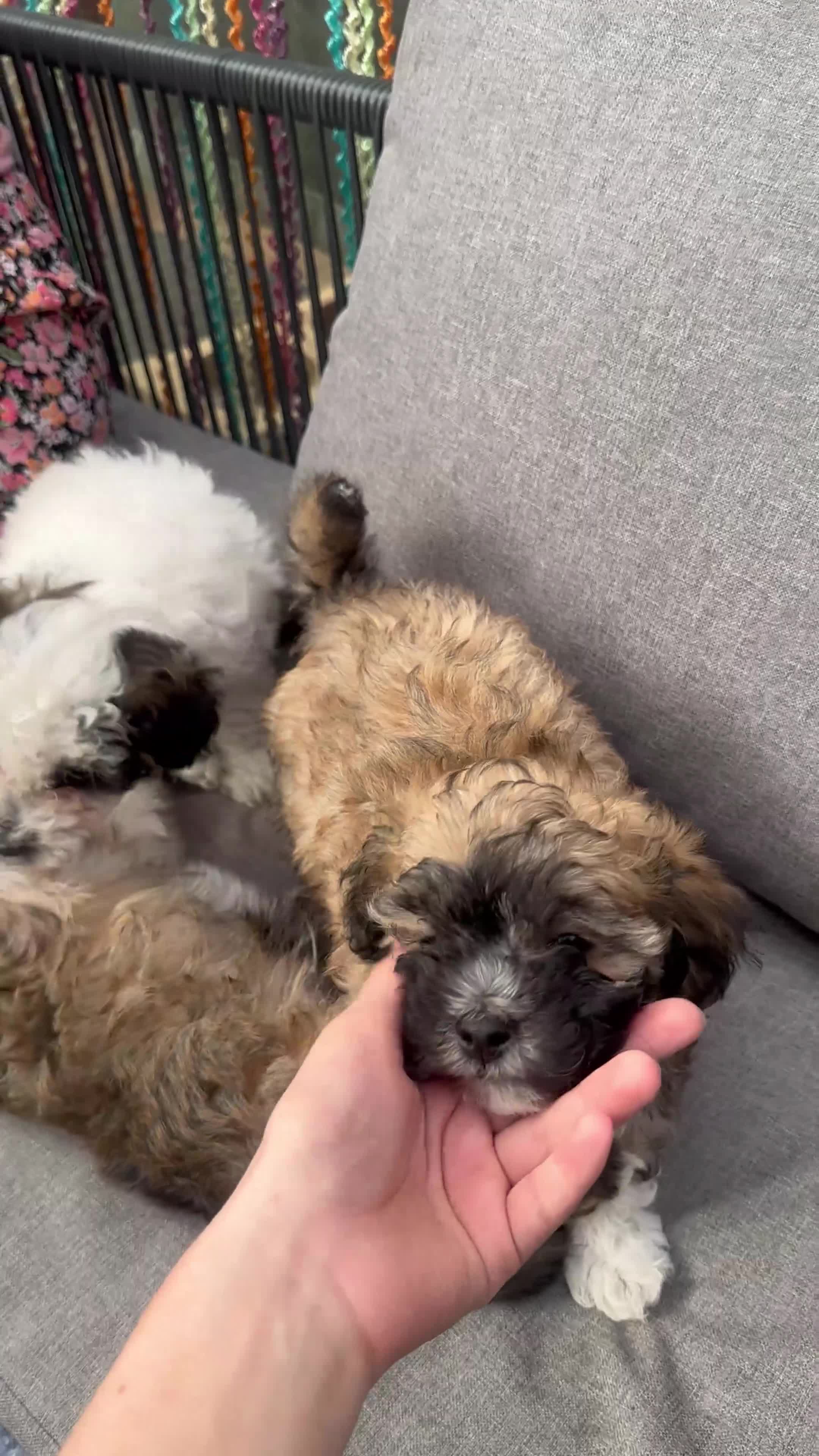 Bichon Frise dogs for sale: Mixed Bichon Puppies - Video 1