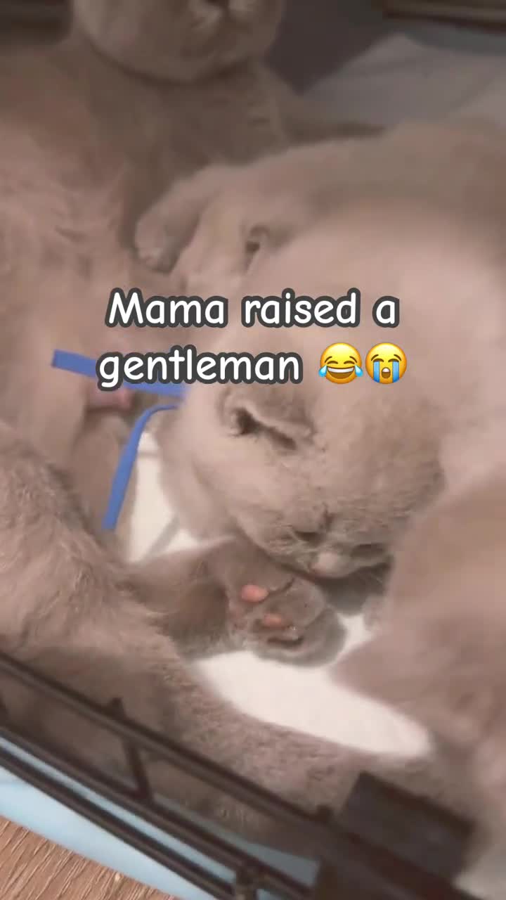 British Shorthair cats for sale: 100% Pure Pedigree XL CHunky CHAMPION reg. KITTENS - Video 3