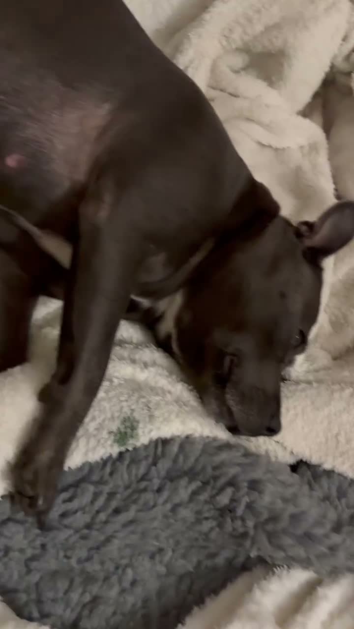 Staffordshire Bull Terrier dogs for sale: 💥BLACK STAFFY PUPS JUST BORN💥 - Video 1