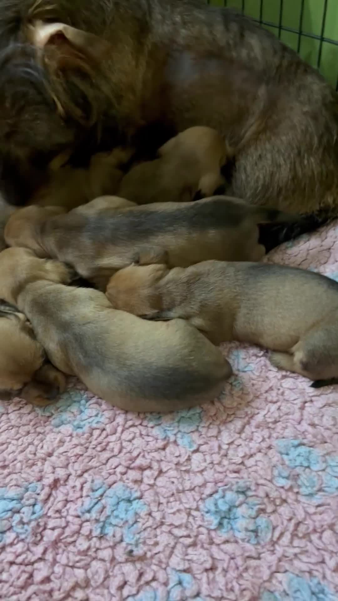 Dachshund dogs for sale: WIRE HAIRED STANDARD DACHSHUNDS  - Video 1