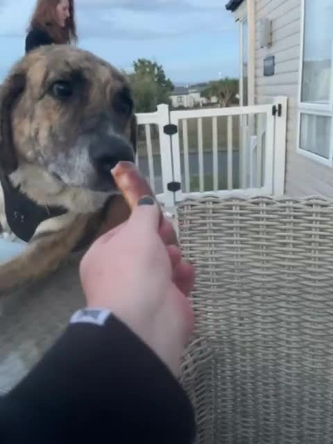 Mixed Breed dogs for adoption: 🚨 URGENT HOME NEEDED - Video 1