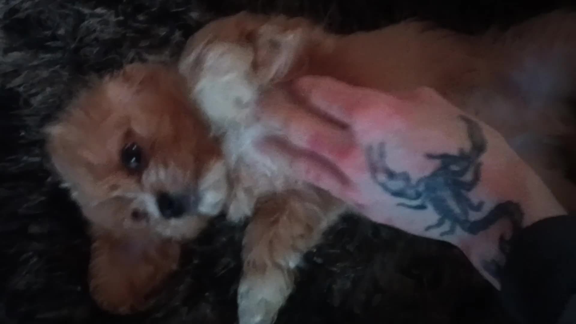 Cava Tzu dogs for sale: Cava-Tzu pups - Video 2