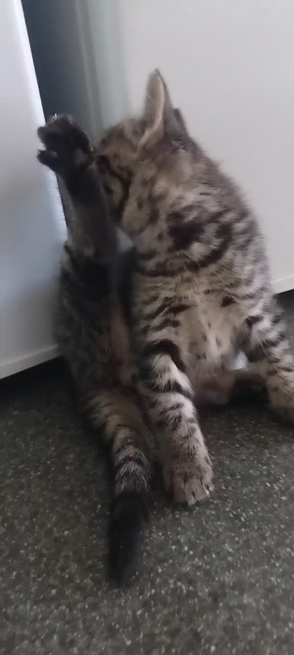 Mixed Breed cats for sale: 4 kittens  - Video 2