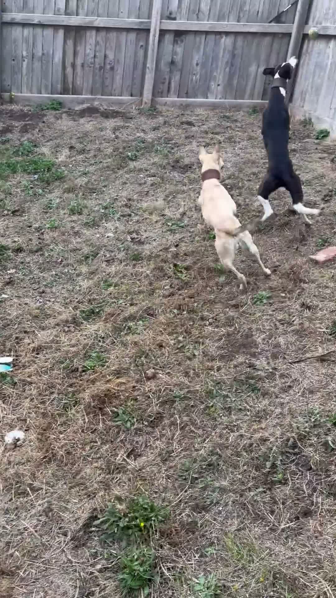 Mixed Breed dogs for sale: Whippet x collie - Video 1