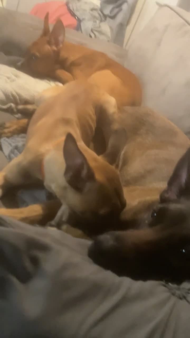 Mixed Breed dogs for sale: 4 pups - Video 1