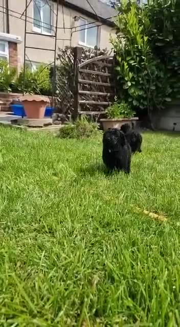 Toy Poodle dogs for stud: Toy poodle for stud - PROVEN - Fully DNA tested - Video 1