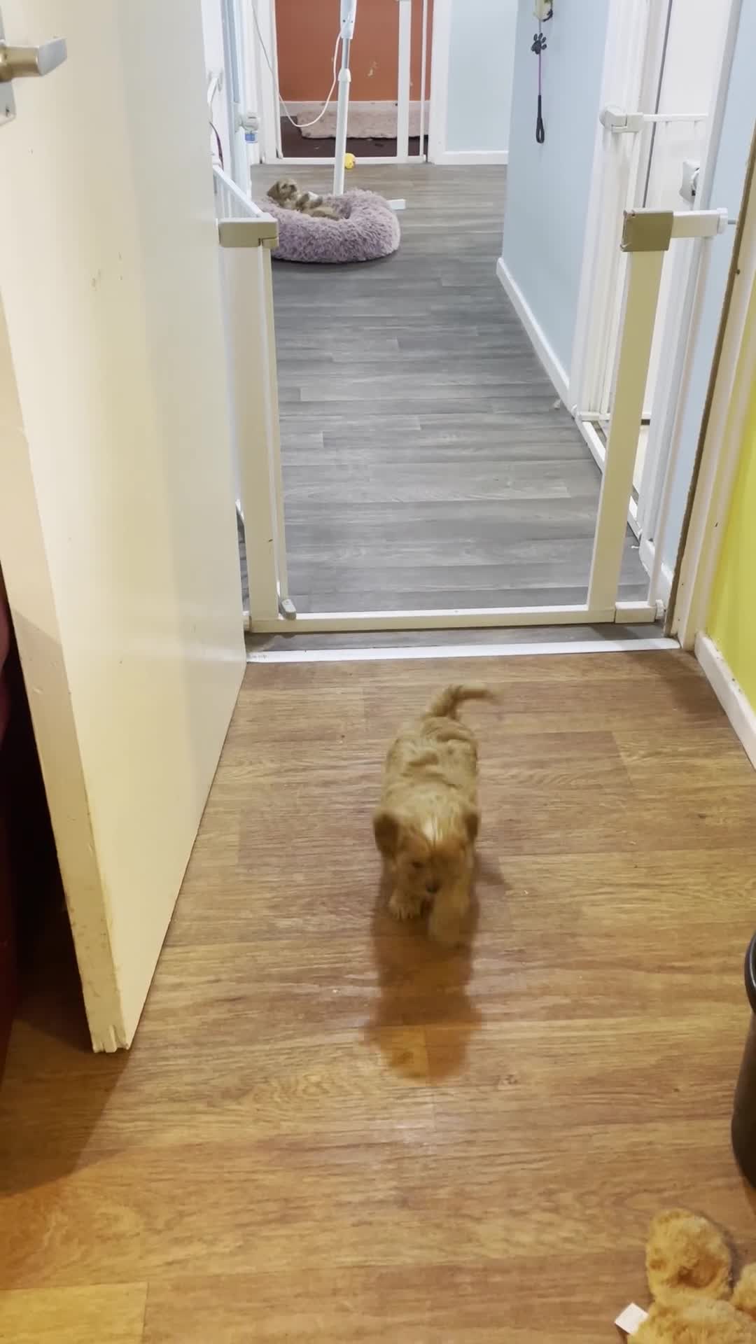 Cavapoo dogs for sale: Beautiful Golden F1 cavapoo Girl puppy - Video 1