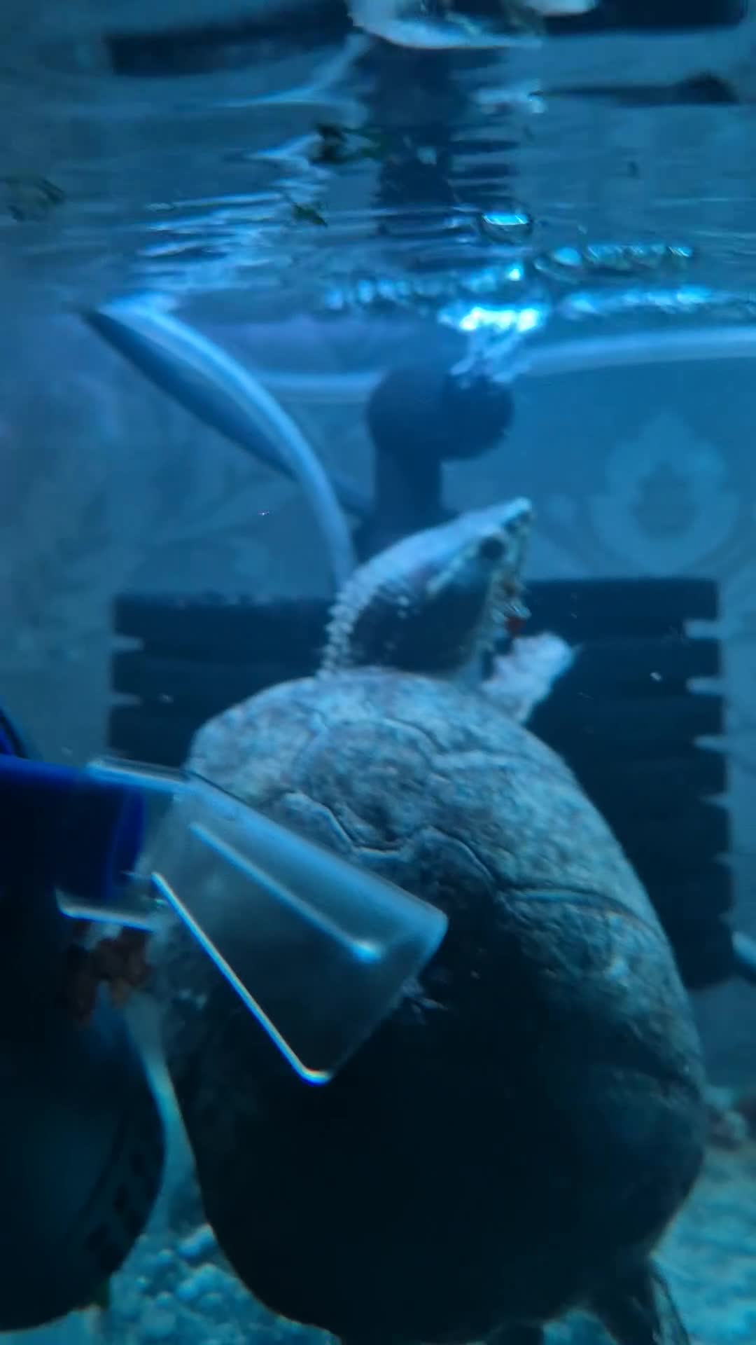 Turtle reptiles for sale: MUSK TURTLE FOR SALE FEMALE 5 YEAR OLD in Preston - Video 2