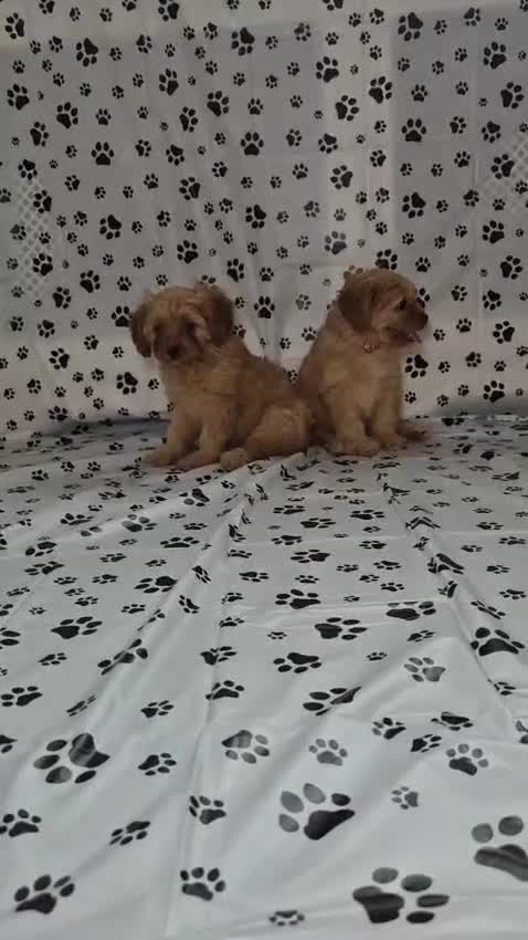 Cavapoo dogs for sale: Dna Health Tested F1 Cavapoo puppies - Video 2