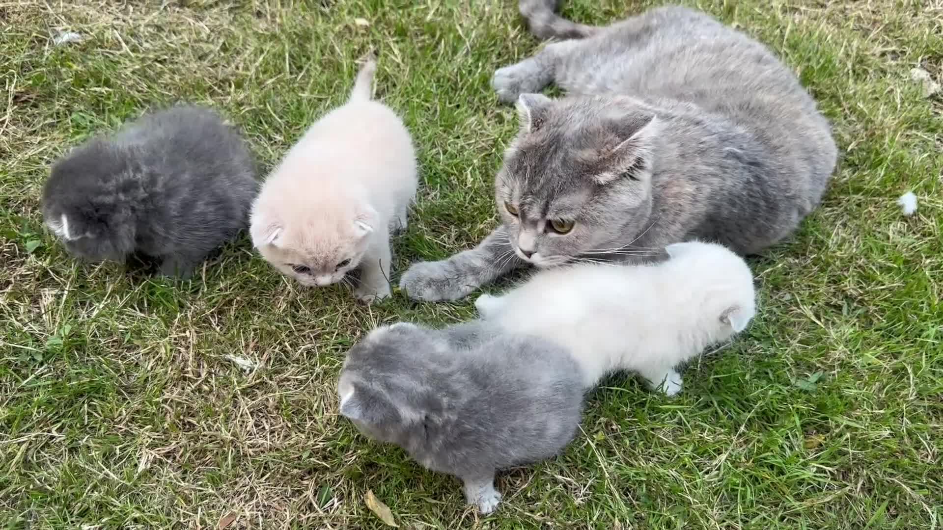 Scottish Fold cats for sale: Adorable Kittens Looking for Their Forever Homes🐾 - Video 3