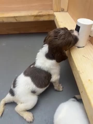 English Springer Spaniel dogs for sale: 15 ENGLISH SPRINGER SPANIEL PUPPIES - Video 1