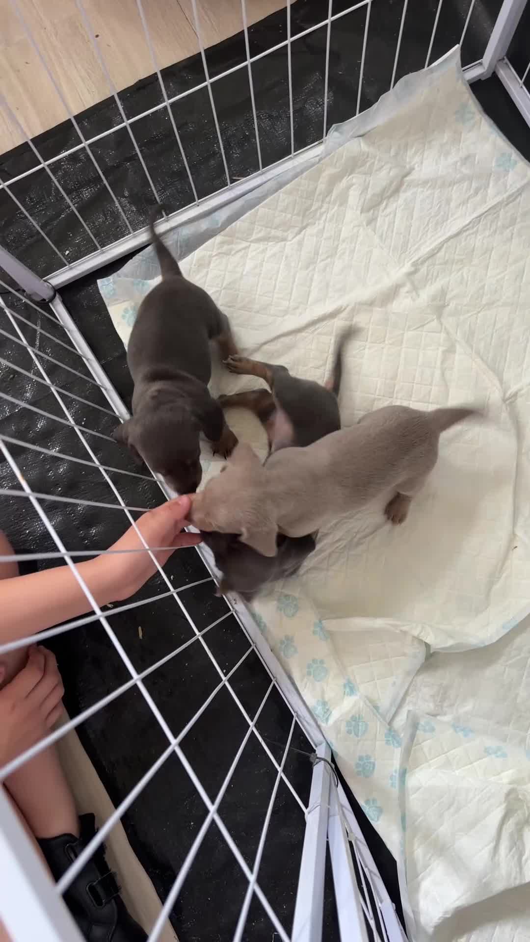 Miniature Dachshund dogs for sale: 3 beautiful Dacshund baby’s  - Video 1