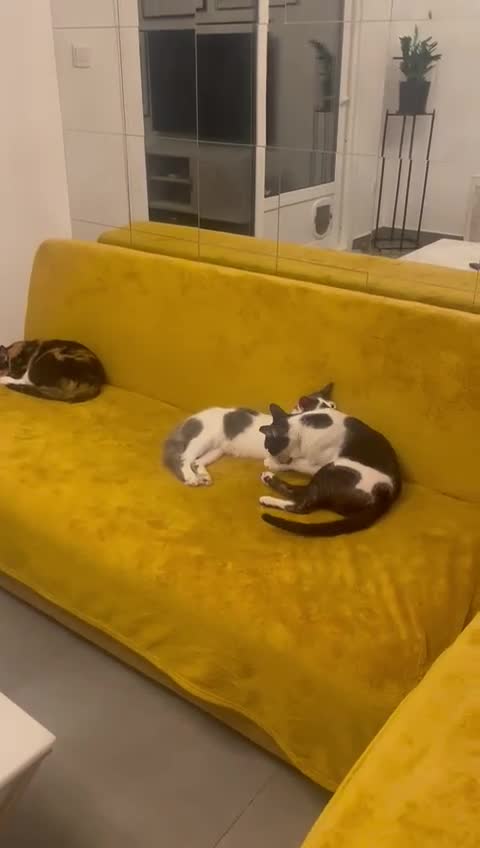 Mixed Breed cats for adoption: OSCAR NEUTERED - RUBY SPAYED HAPPY FRIENDLY FUN  - Video 1