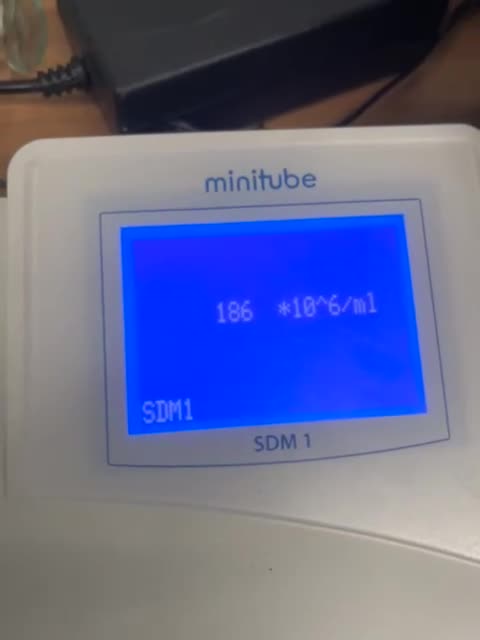 English Bulldog dogs for stud: Stunningly Handsome English Bulldog at stud - Video 1