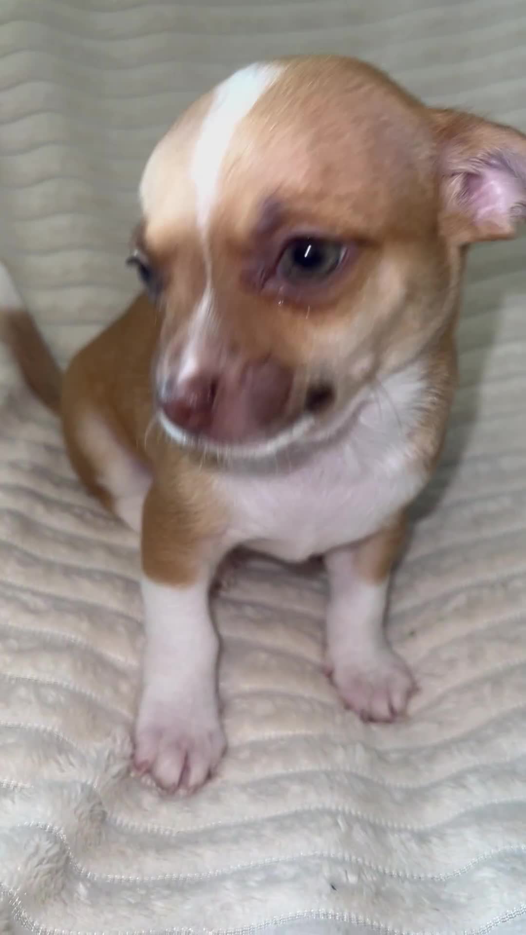 Chihuahua dogs for sale: Chihuahua puppies girls and boys - Video 1