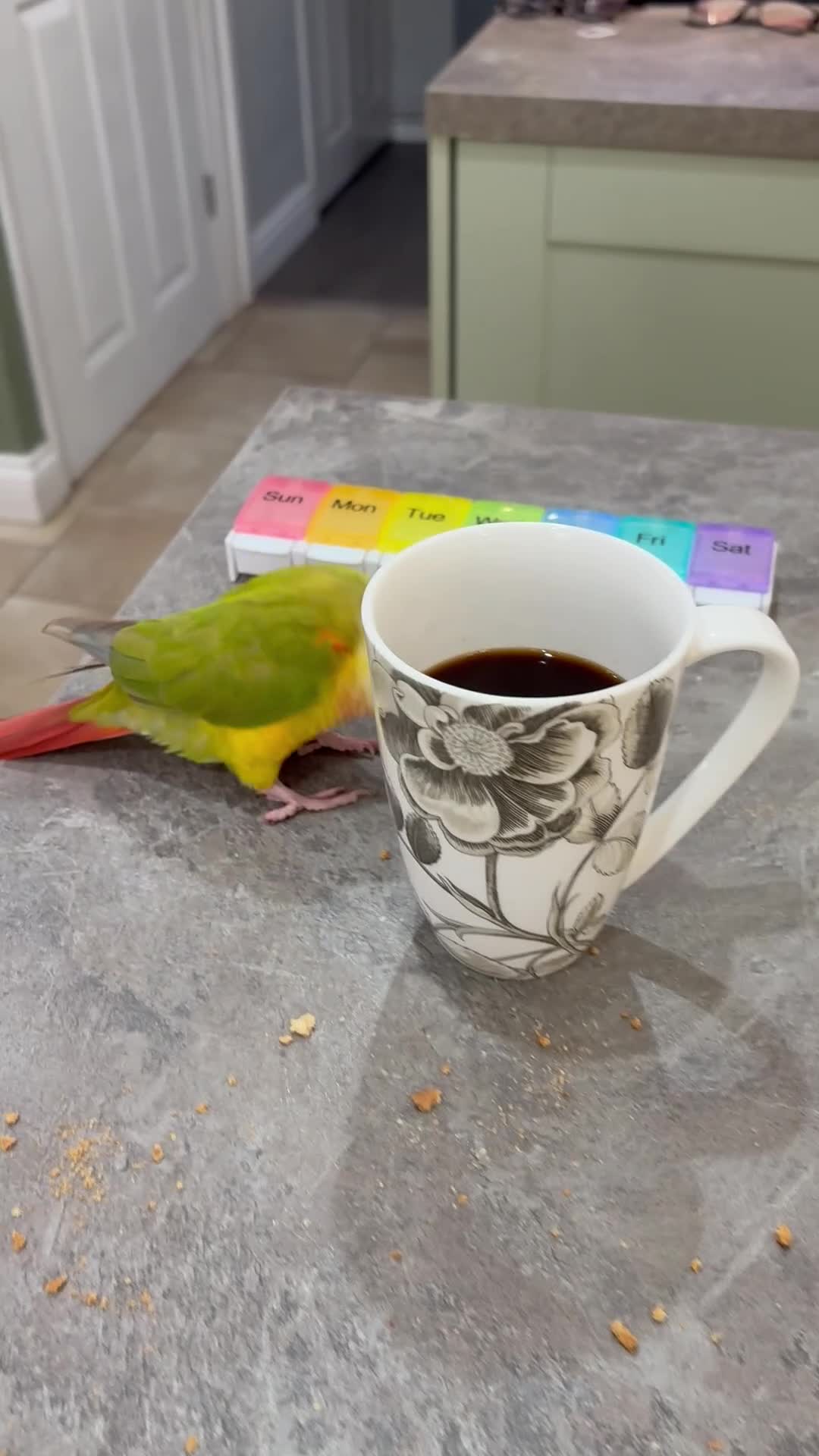 Conures birds for sale: Male pineapple conure - Video 1