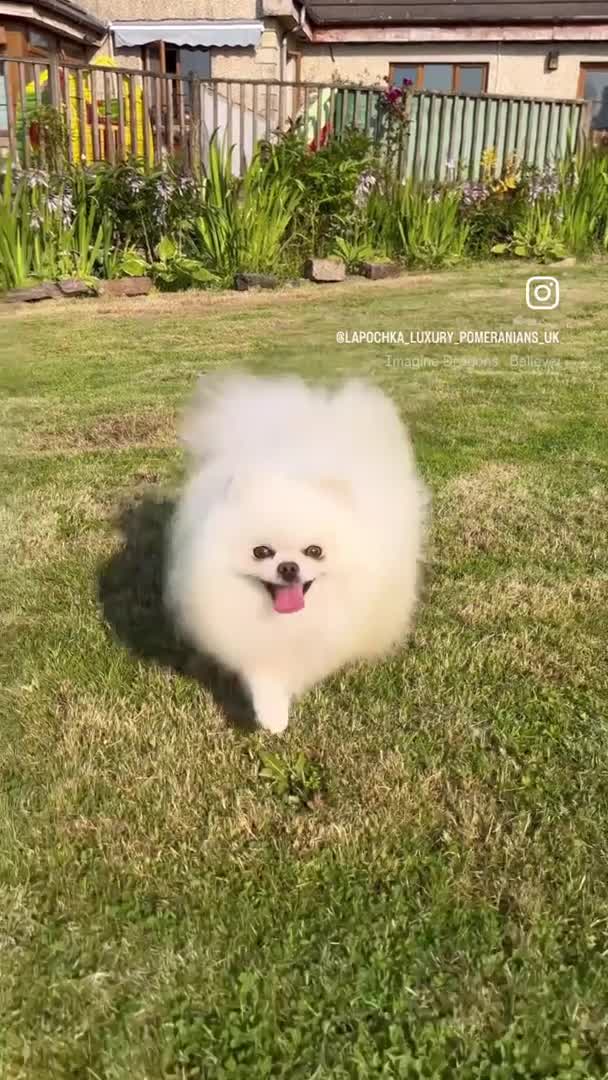 Pomeranian dogs for stud: Stunning optic white boy for stud duties in Lanark - Video 1