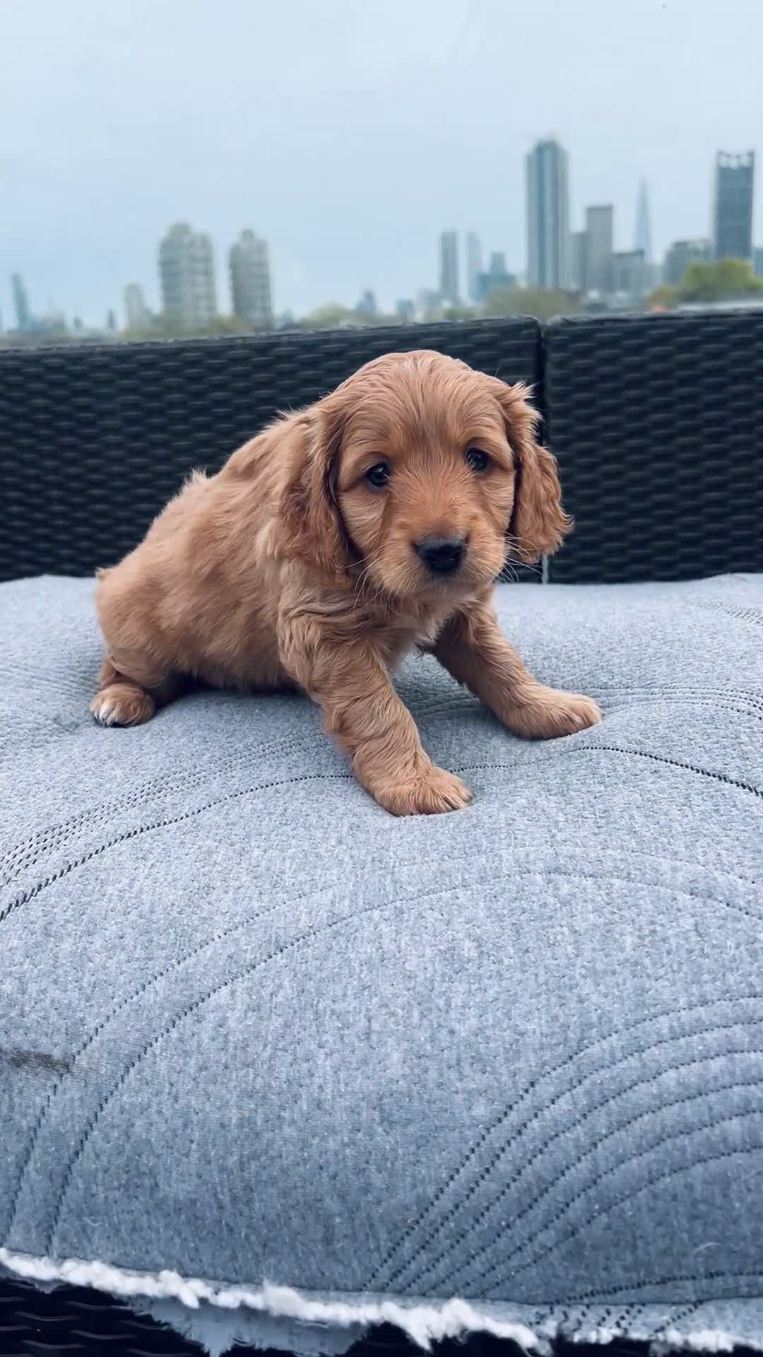 Mixed Breed dogs for sale: Hassan H - Video 2