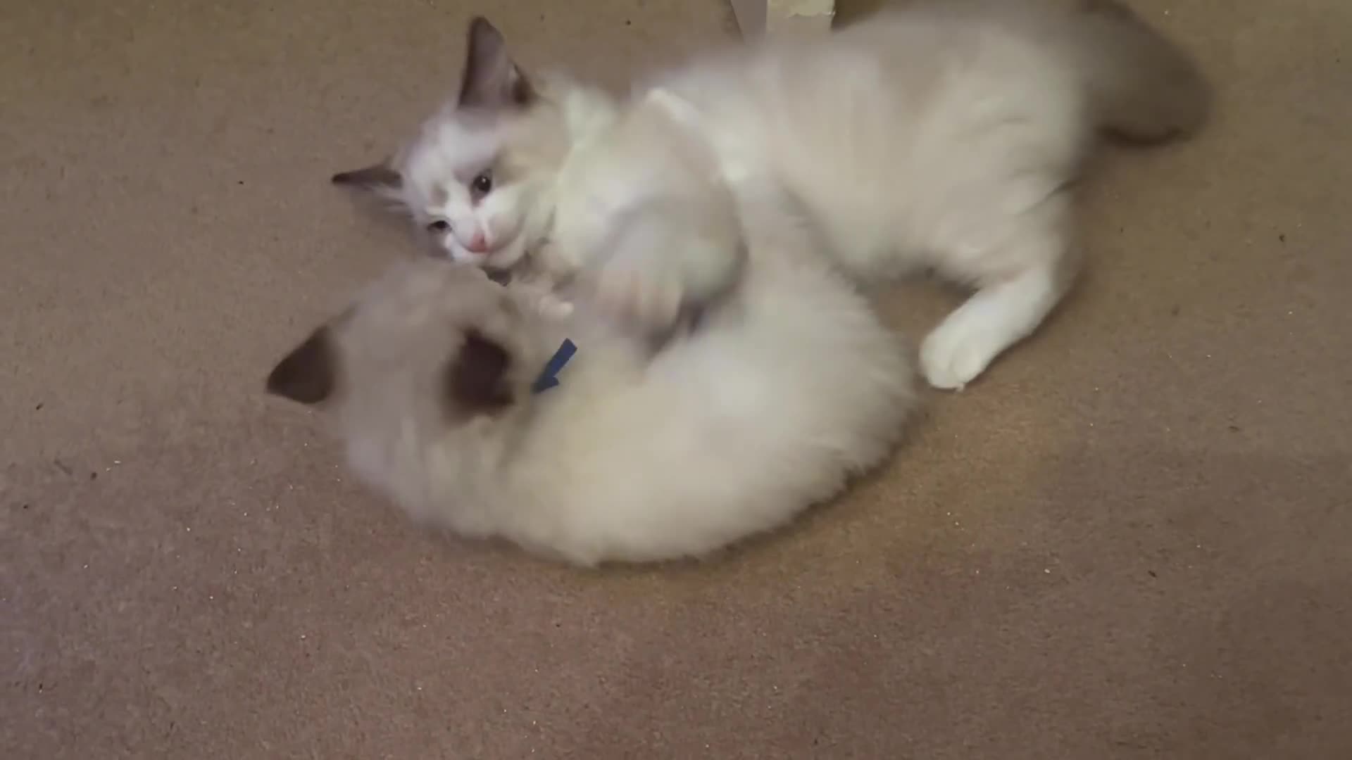 Ragdoll cats for sale: Ragdoll Babys  - Video 1
