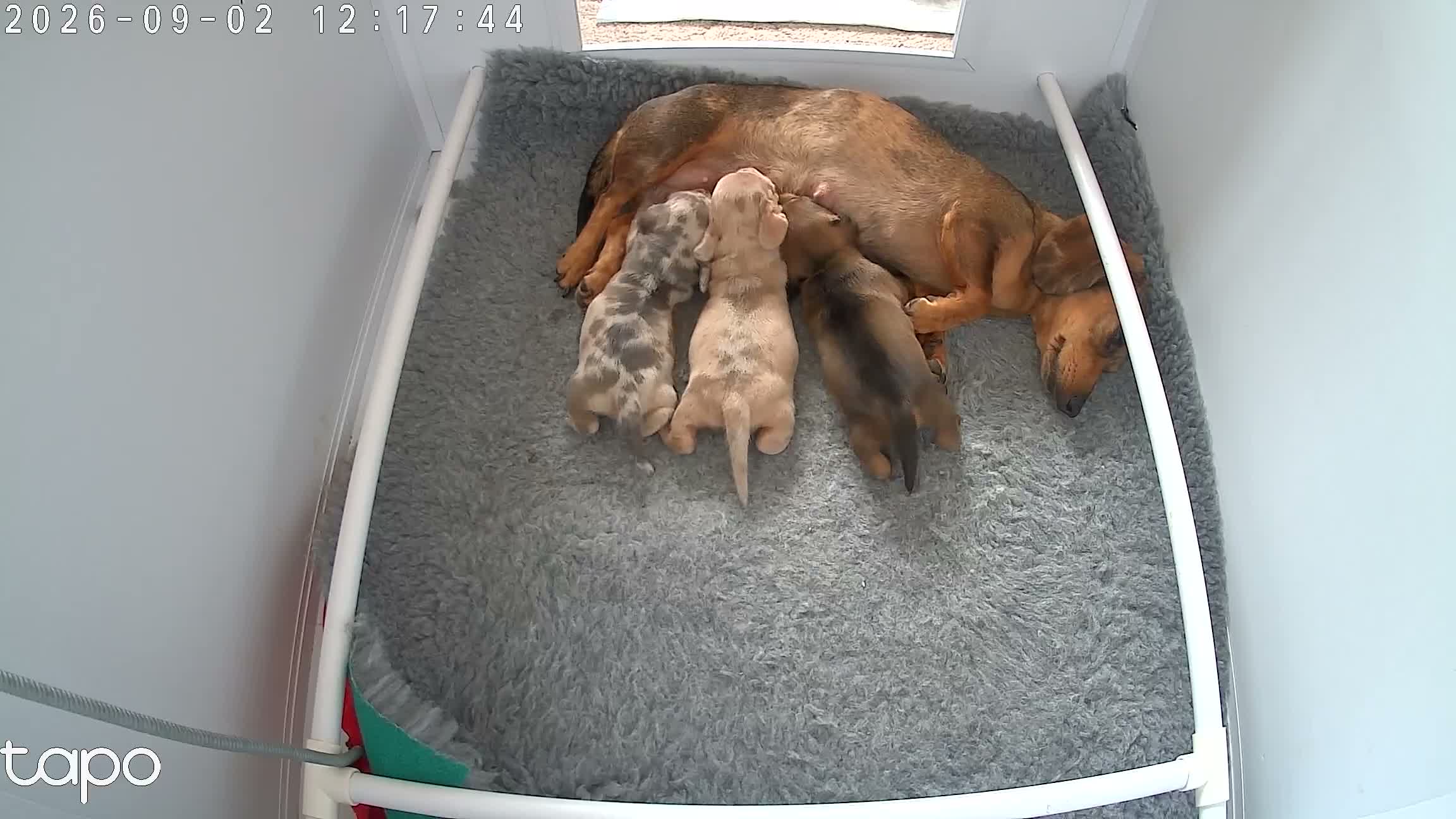 Miniature Dachshund dogs for sale: Miniature dachshund boy for sale  - Video 1