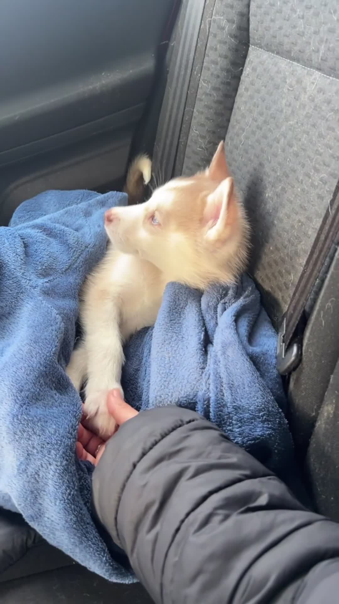 Siberian Husky dogs for sale: 1 PURE SIBERIAN HUSKY PUP LEFT - Video 1