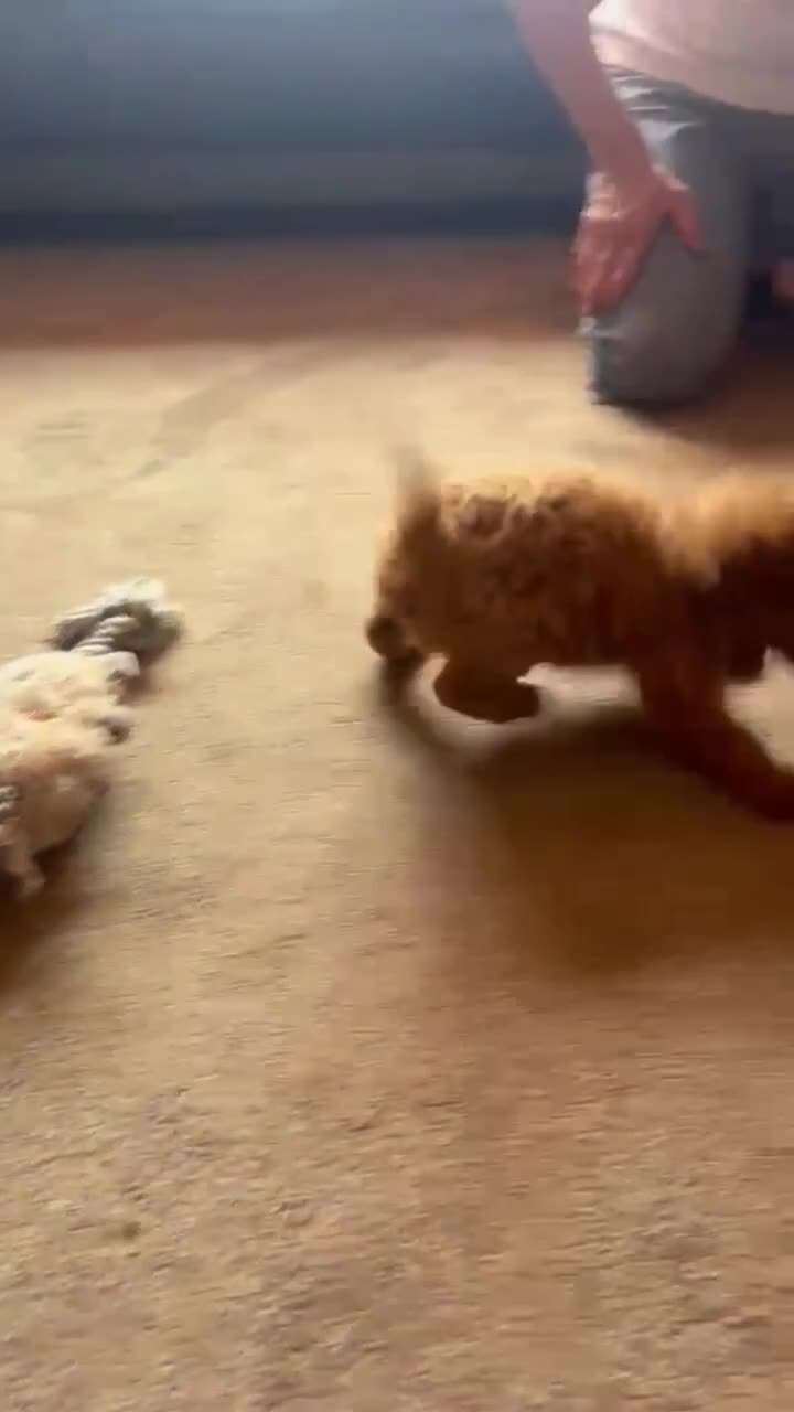 Miniature Poodle dogs for sale: 7 outstanding KC registered miniature's poodles  - Video 1
