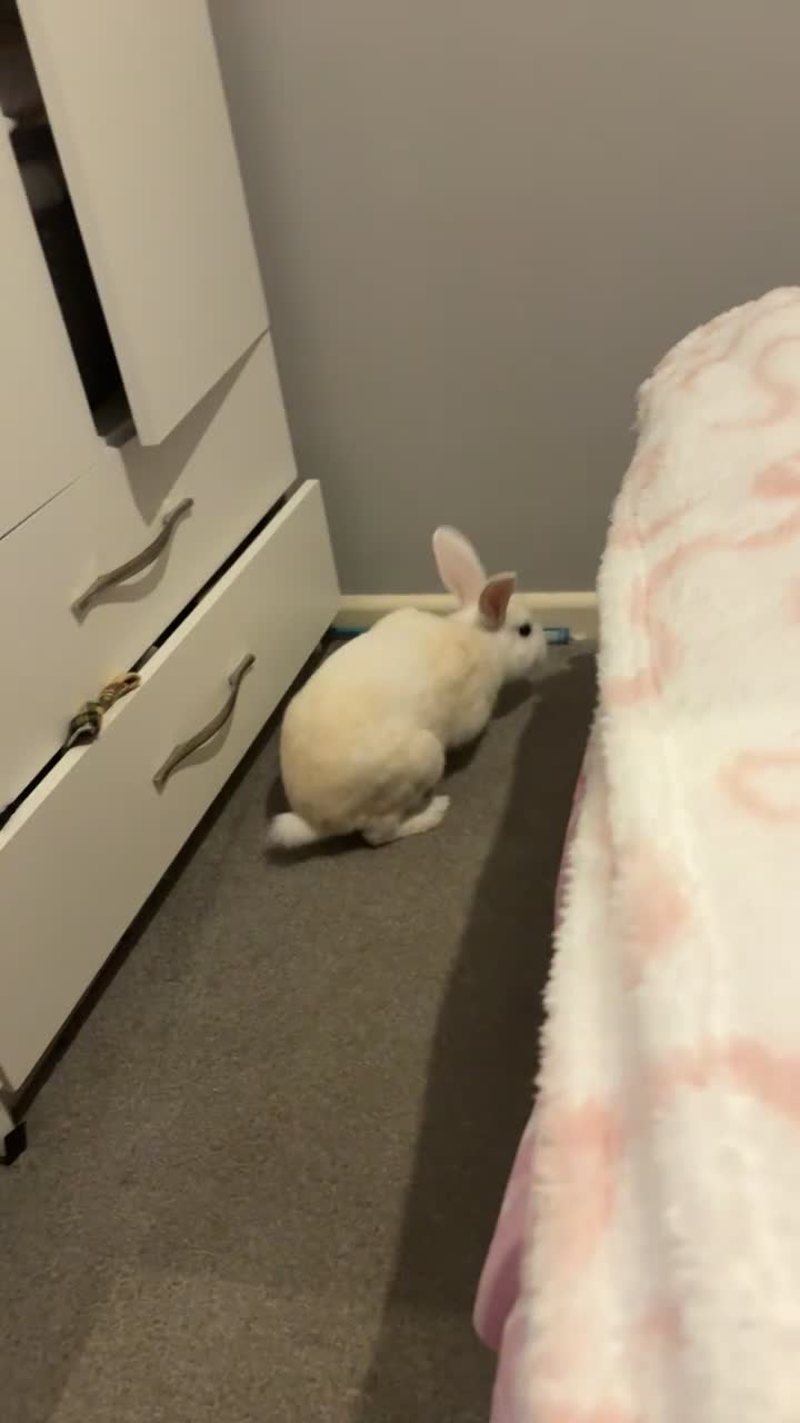 Mixed Breed rabbits for sale: Beautiful rabbit  - Video 3