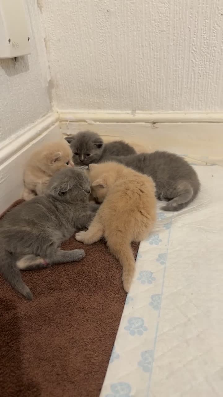 British Shorthair cats for sale: Britishshorthairs kittens  - Video 2