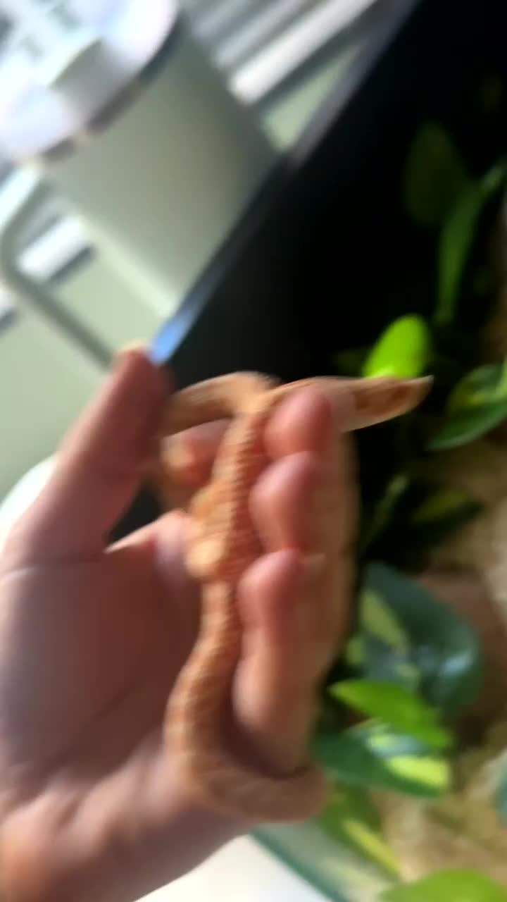 Snake reptiles for sale: Baby western albino hognose  - Video 1