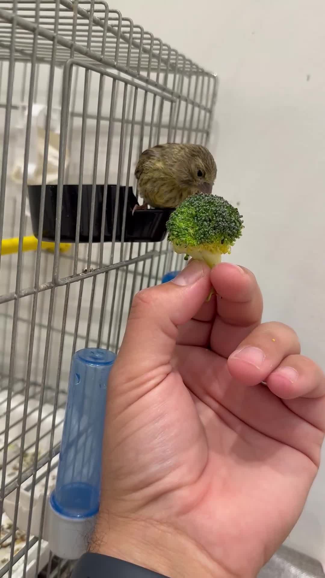 Canaries birds for sale: Canaries available  - Video 2